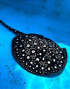 Arraia Leopoldi Ilha Negra 45cm de raio