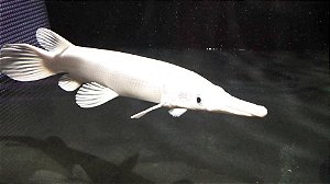 Atractosteus Platinum 18/20cm