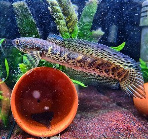 Channa Aurantimaculata 28cm