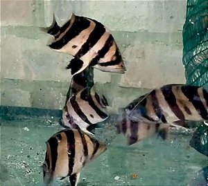 COMBO DE 5 DATNOIDS Microleps 3cm