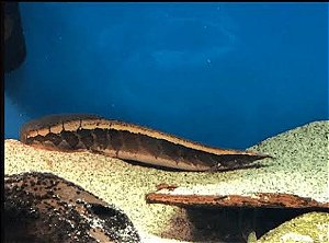 Moréia Borneo Pithon Eel 30cm - Raridade