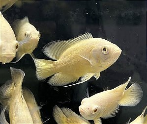 COMBO DE 5 OSCAR Lemon 5/6cm