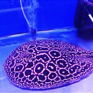 Arraia Pérola 25cm de disco