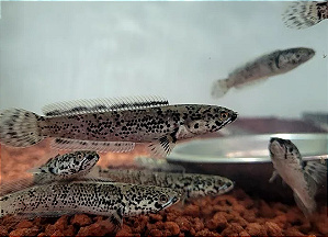Channa Limbata Granito 6-7cm
