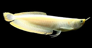 Aruanã Banana Albina 15-20cm