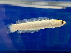 Channa Asiática Platinum 10cm
