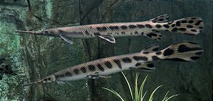 Lepsosteus Osseus 20-30cm