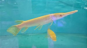 Lepsosteus Albino 15-18cm