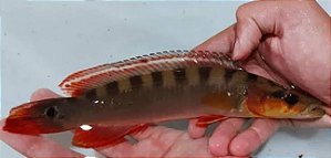 Jacunda Lugubris 25cm
