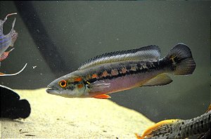 Jacunda Marmorata 25cm