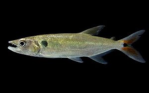 Combro de 3 - Peixe Cachorro 12cm