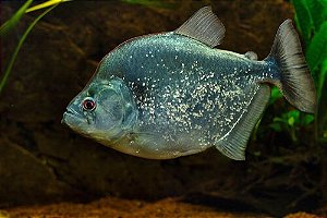 Combo 3 - Piranha Prata 10cm