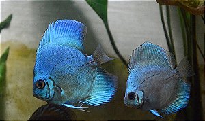 Disco Blue Diamond 7cm