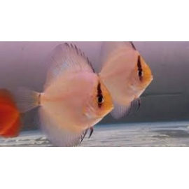 Disco Fantasma 7cm