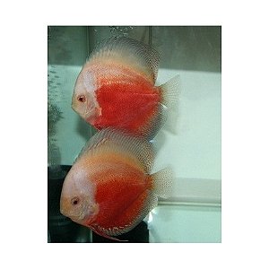Disco Red White 12cm