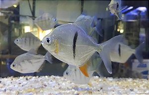 Pacu Cadete 23cm