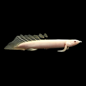 Polypterus Albino Hi-Fin 15-18cm