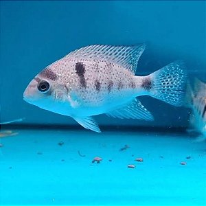 COMBO 3 - Vieja Argentea 5-6cm
