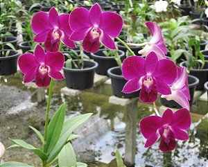 Orquídea Denphal Betty Light Purple