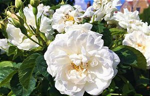 Rosa Branca Medicinal - Muda Enxertada