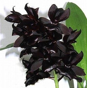 Orquídea Negra Morcego