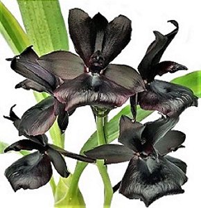 Orquídea Negra Monnierara Millennium Magic 'Witchcraft' FCC/AOS - COR NEGRA NATURAL MUITO RARA