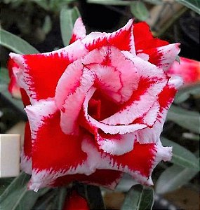 Rosa do Deserto H.U. Flor Dobrada Enxertada