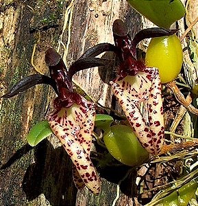 Orquídea Bulbophyllum Breviscapum