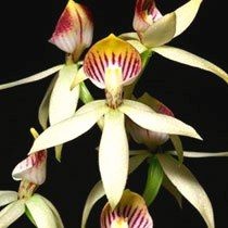 Orquídea Anacheilium trulla