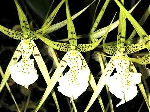 Orquídea Brassia verrucosa - Adulta