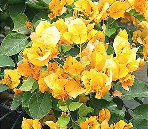 Primavera de Flores Amarelas Alaranjadas