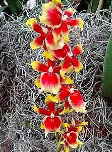 Orquídea Havaiana Pauls Pride