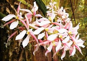 Orquídea Anacheilium allemanoides