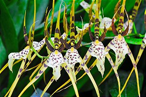 Orquídea Brassia Rex - Adulta