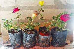 Kit c/ 4 Mini-Rosas de Cores Diferentes