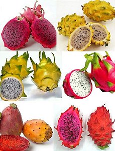 Kit 6 tipos de PITAYA - Amarela - Vermelha Polpa Branca - Saborosa -  Vermelha Polpa Vermelha - Dragon Egg - Figo da India - Jardim Exótico - O  maior portal de plantas e produtos naturais do Brasil.