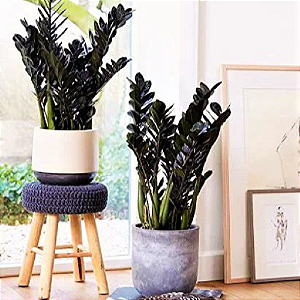 Muda de Zamio Black - Cor Negra Natural - Raridade