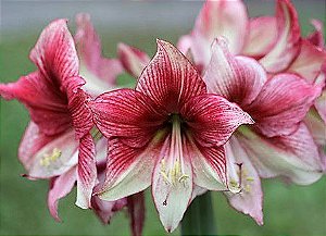 Amaryllis Tosca Mesclado - 1 Bulbo Amarilis - Jardim Exótico - O maior  portal de plantas e produtos naturais do Brasil.