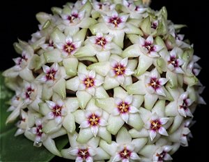 Hoya Verticillata - Flor de Cera