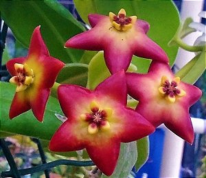 Hoya cv Optimistic - Flor de Cera