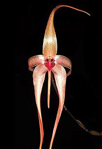 Orquídea Bulbophyllum echinolabium