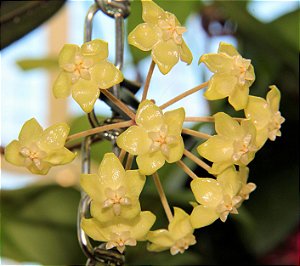 Hoya forbesii - Flor de cera