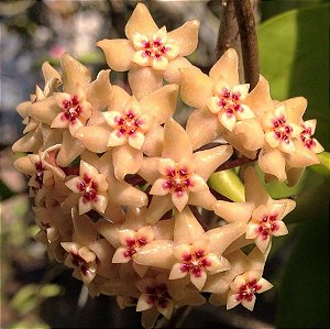 Hoya limoniaca - Flor de cera