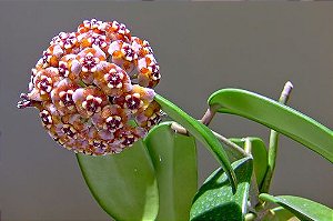 Hoya meliflua var. fraterna - Flor de cera