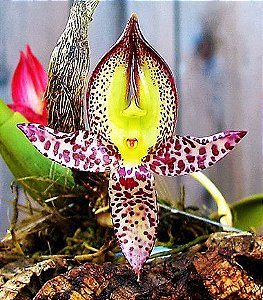Orquídea Bulbophyllum Macranthum Adulto