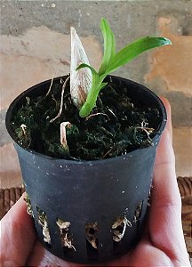 Orquídea Cycnoches egertonianum "Red"