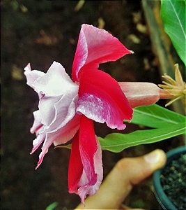 Rosa do Deserto Bicolor Dupla c/ Pétalas Frontais Brancas e  Pétalas Posteriores Vermelhas - Muda Enxertada