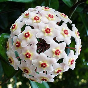 Hoya carnosa - Flor de cera