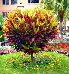 Croton imperial top