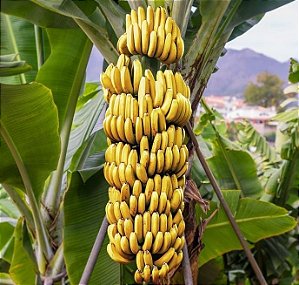 Muda de Banana Nanica